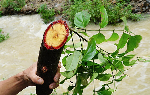 Bất ngờ với hiệu quả chữa bệnh đau nhức xương khớp từ cây Huyết Đằng