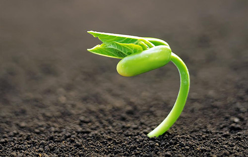 Chồng là đất, vợ là hoa, đất cằn cỗi sao hoa tươi tốt cho được!