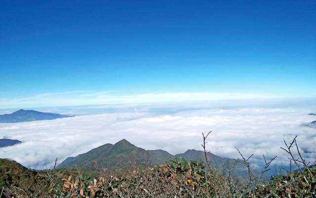 Cổ trà trên đỉnh Hoàng Liên