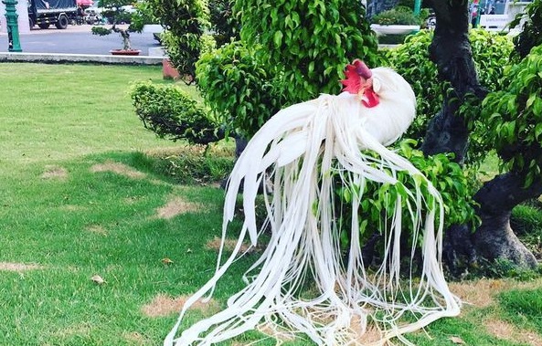 Gà quý tộc trắng toát: Đuôi dài 2 mét, giá 100 triệu đồng 