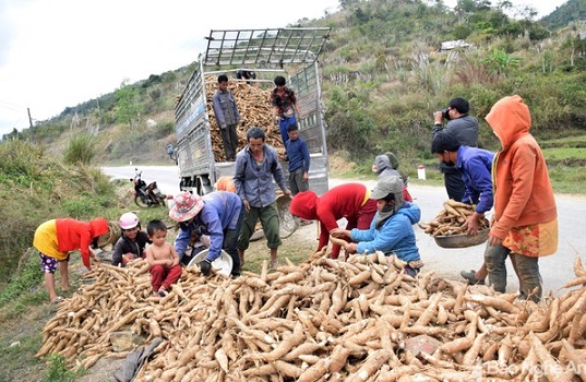 Hiệp hội sắn cầu cứu Thủ tướng