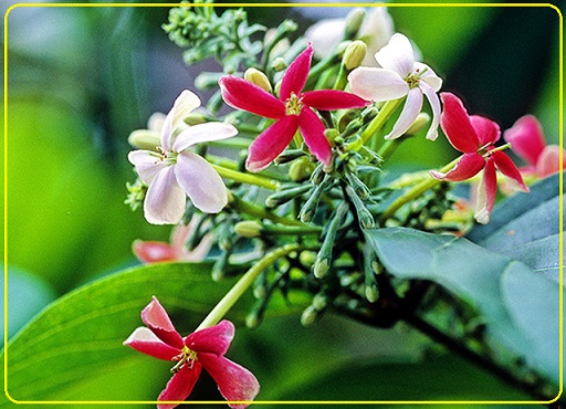 Ly kỳ chuyện về ''loài hoa lạ'' ở xứ Mường