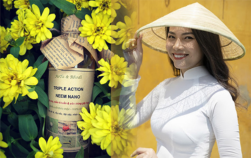 Nữ Tiến sĩ rời Mỹ về Việt Nam làm thuốc trừ sâu từ cây xoan
