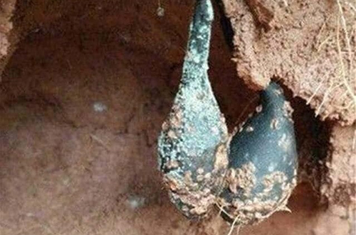 Sâm Ô Linh, báu vật ít người biết