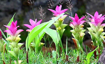 Phụ nữ Thái Lan ăn nghệ đắng chống 