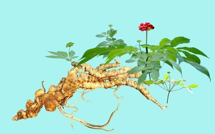 Giới nghiên cứu ngỡ ngàng về sâm Ngọc Linh