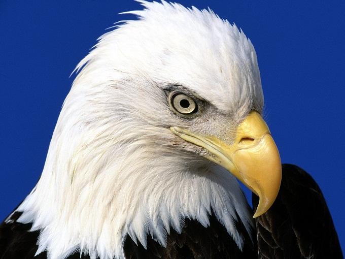 Con Đại bàng huênh hoang
