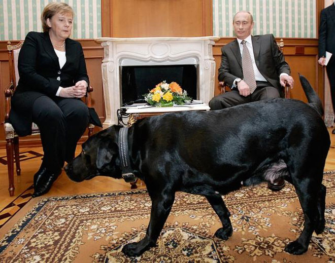 Merkel sợ chó kể từ sau lần bị chó cắn vào năm 1995. Theo một số nguồn tin, Tổng thống Nga Vladimir Putin biết điều này và đã dùng những con chó mà ông nuôi làm thú cưng để “dọa” Merkel.