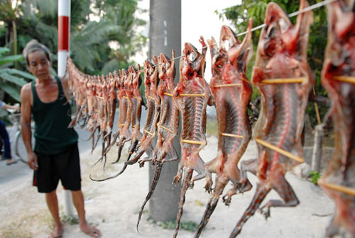 TẮC KÈ phơi khô