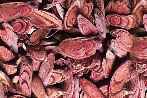 Bất ngờ với hiệu quả chữa bệnh đau nhức xương khớp từ cây Huyết Đằng