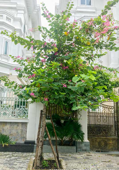 Cây móng bò trị bệnh gì? Các bài thuốc từ móng bò tím