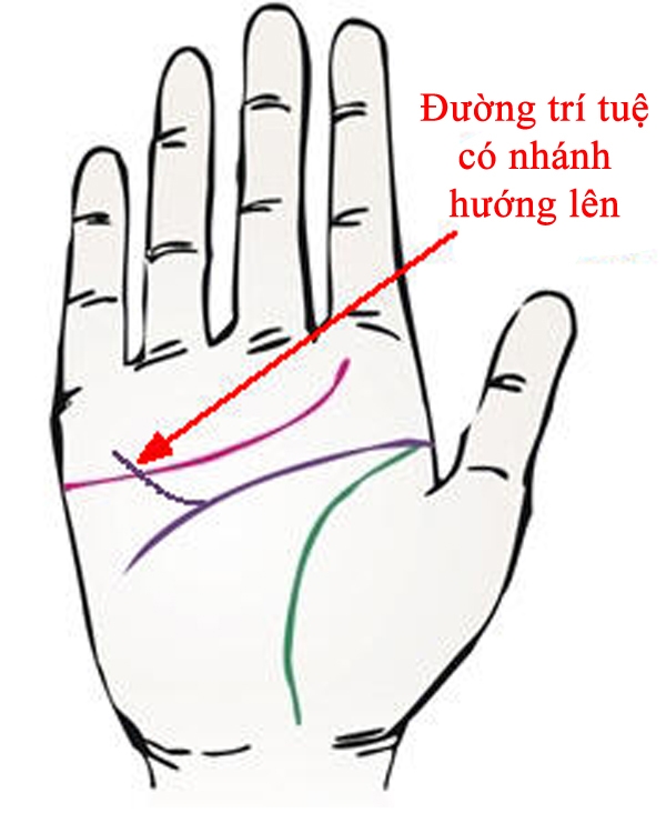 Đường trí tuệ có nhánh hướng lên