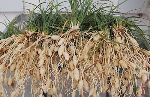 Mạch môn, vị thuốc tuyệt vời trị ho, bổ phổi