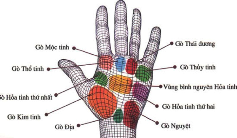 Toàn bộ lòng bàn tay có thể phân thành 9 gò. Mỗi gò đại biểu cho một phương diện nhất định cho cá tính và cuộc đời con người.