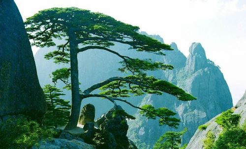 cây tùng, thương hiệu vàng,