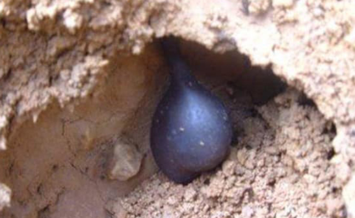 sâm ô linh, sâm tổ mối