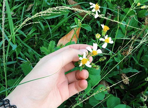 Cây xuyến chi thường mọc thành đám trong vườn