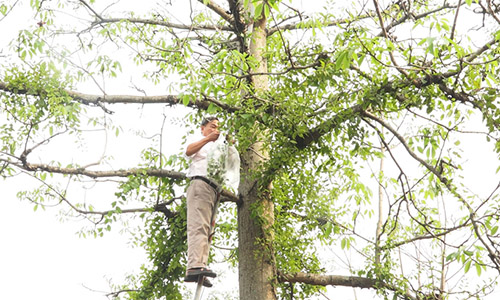 Tầm gửi cây gạo hỗ trợ điều trị bệnh thận