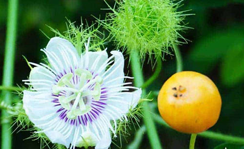 Cây Lạc Tiên – ‘Thần dược’ chữa bệnh mất ngủ cực hiệu quả