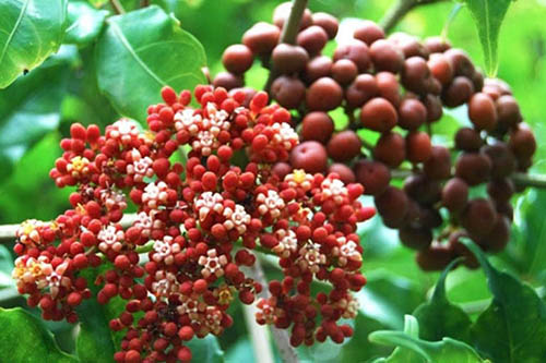 Cây gối hạc điều trị bệnh phong tê thấp, rong kinh