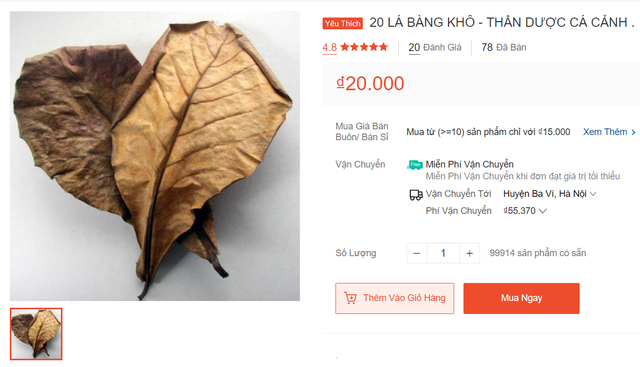 Chuyện thật như đùa: Lá bàng lên sàn thương mại, rao bán 1.000 đồng/chiếc