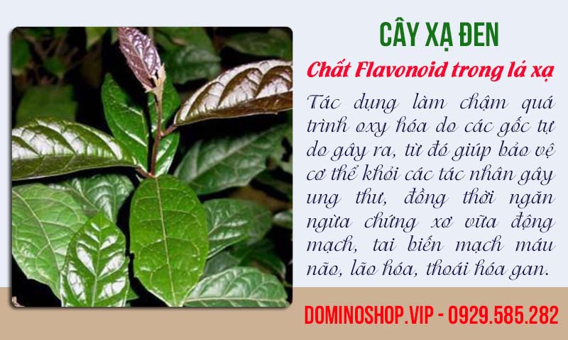cây xạ đen