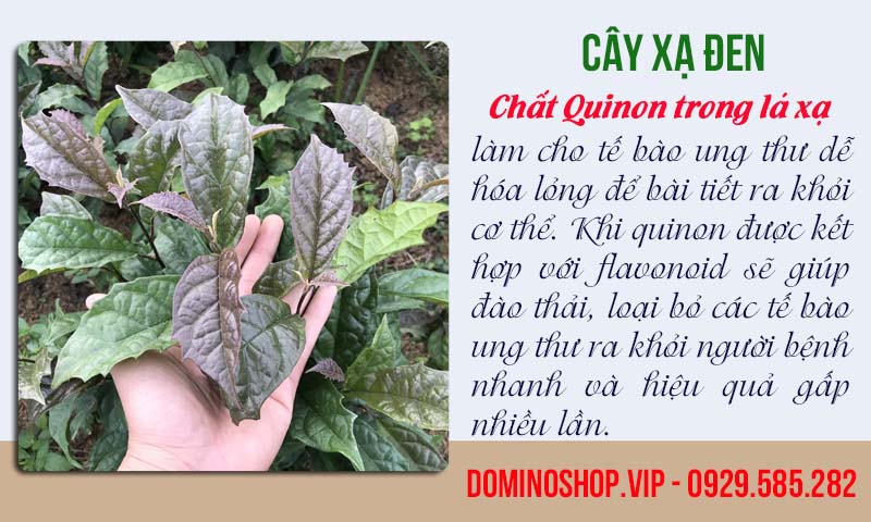 cây xạ đen