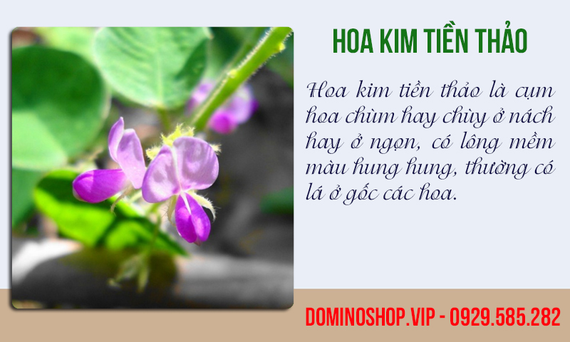 cây kim tiền thảo