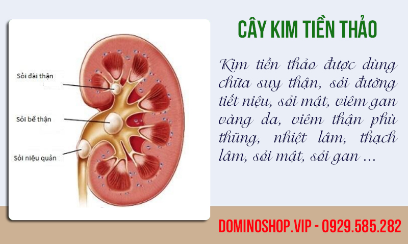 Cao Kim Tiền Thảo, cao dược liệu dành cho người sỏi thận