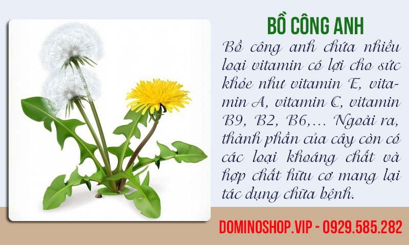 Cây bồ anh là một dược liệu quý có tác dụng trong điều trị bệnh (Nguồn: Internet)