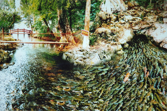 suối cá thần ở thanh hóa, du lịch thanh hoá, suối cá thần cẩm lương, cẩm thuỷ, thanh hoá
