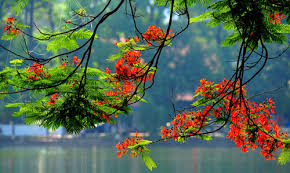 Hạ cuối