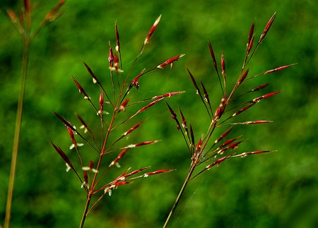 Sự tích hoa Cỏ May