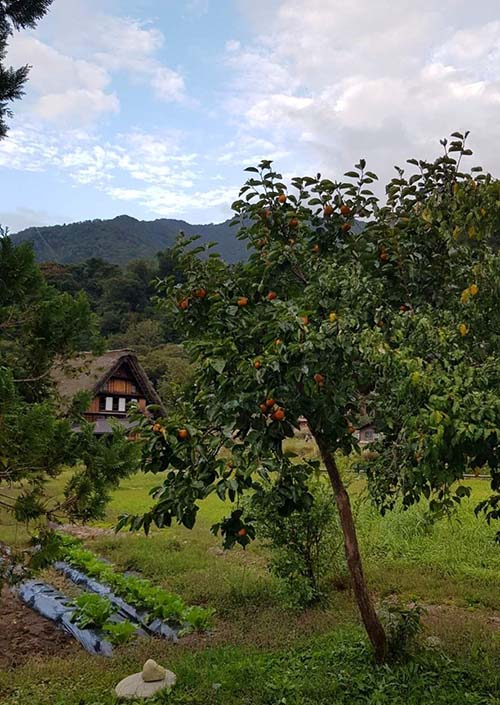 Nơi 'thời gian bị đánh mất' ở Nhật Bản - ảnh 6