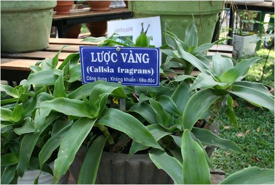 Cây lược vàng ''thần dược'' chữa bệnh gan cực kỳ hiệu quả