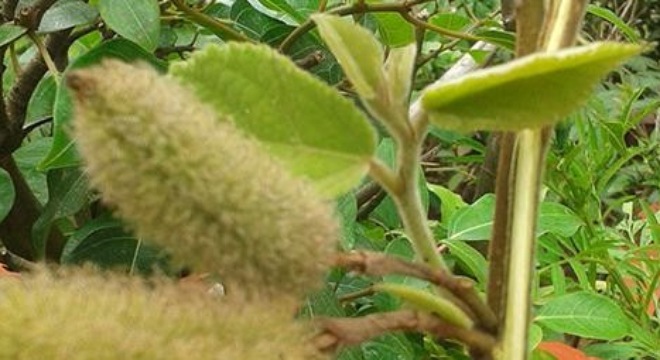 Cây thuốc chữa bệnh về gan, kể cả ung thư thời kỳ cuối