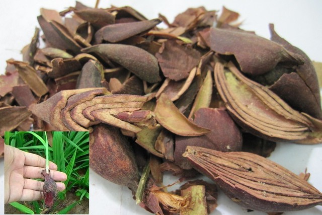 ung thư máu, sâm đại hành, chữa trị ung thư, Bệnh ung thư, kinh nghiệm dân gian, suy gan nặng, ngộ độc thuốc, Sâm đại hành, Lương y, hội Đông y, Y học cổ truyền