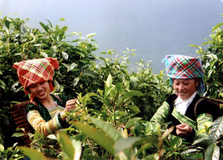 tài sản trí tuệ là gì, tai san tri tue, khai thác tài sản trí tuệ, bảo vệ tài sản trí tuệ, Chè Suối Giàng, chè Shan Tuyết, thị trường , Chè Shan tuyết cổ thụ, Cục sở hữu trí tuệ, Thương hiệu vàng, thương hiệu vàng sản phẩm dịch vụ , thương hiệu vàng