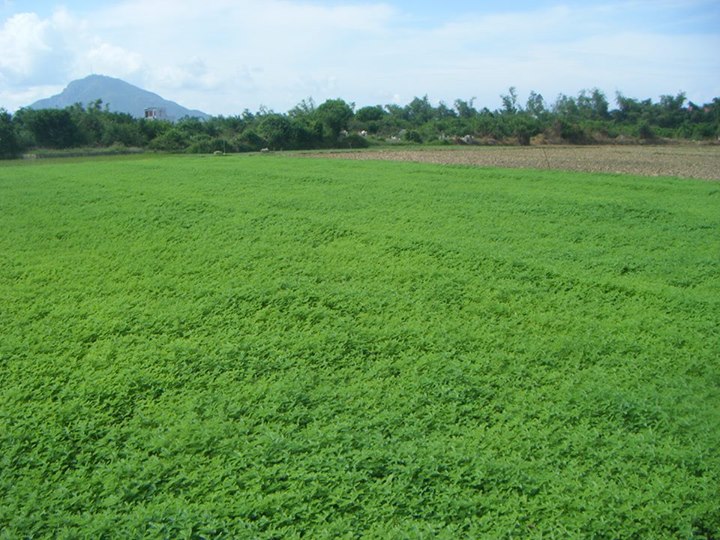 vùng nguyên liệu trà ngũ hành, việt herds, Thương hiệu vàng, thương hiệu vàng sản phẩm dịch vụ, thương hiệu vàng công nghiệp việt nam, thương hiệu vàng nông nghiệp việt nam, thương hiệu vàng thuỷ sản việt nam, thương hiệu vàng ngành y tế việt nam, thương hiệu vàng bạc đá quý việt nam, thương hiệu vàng quốc gia việt nam, thương hiệu vàng quốc tế, thương hiệu vàng hội nhập kinh tế quốc tế, thương hiệu vàng asean, thương hiệu vàng đông nam á, thương hiệu nhãn hiệu vàng việt nam, trang vàng thương hiệu việt nam, thương hiệu sao vàng đất việt, thương hiệu vàng du lịch việt nam, thương hiệu vàng sáng tạo việt nam, thương hiệu vàng xây dựng việt nam thương hiệu vàng nội thất việt nam, thương hiệu vàng châu á, thương hiệu vàng du lịch dịch vụ việt nam